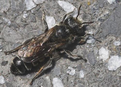Réf. 220 583 : Hoplitis adunca